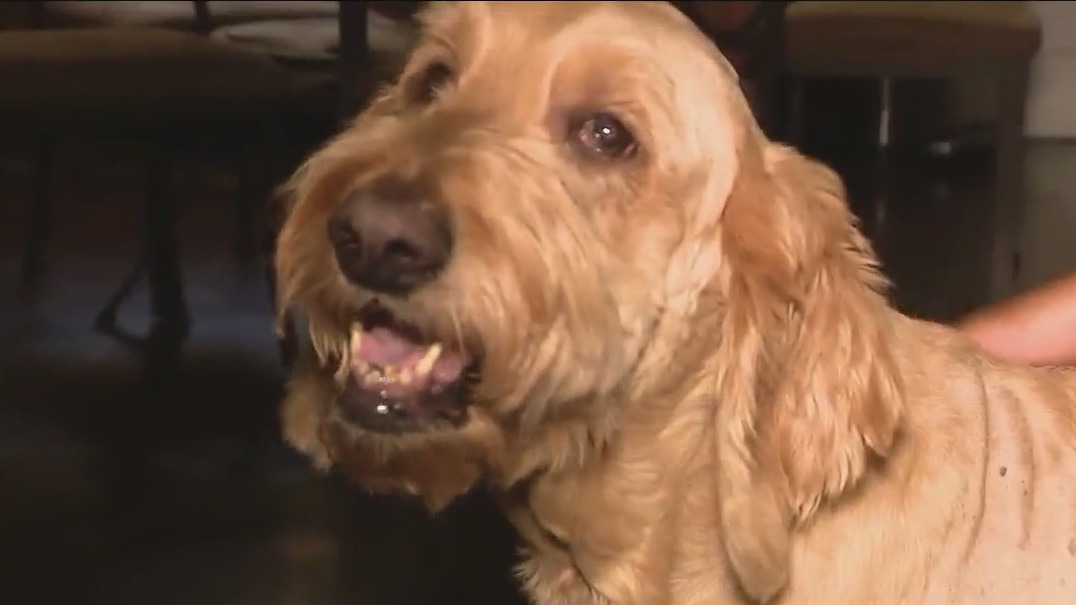 Florida man shot 2 dogs, killing 1: deputies